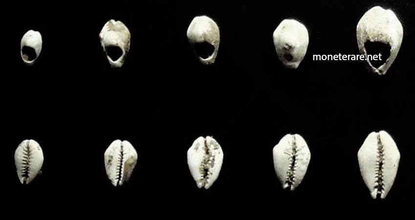 Moneta Cinese Conchiglie
